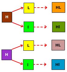Genotip HHLl 