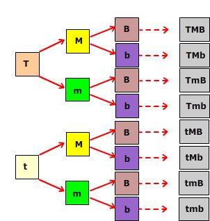 Contoh Genotip Trihibrid