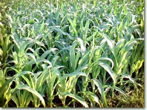 tanaman jagung