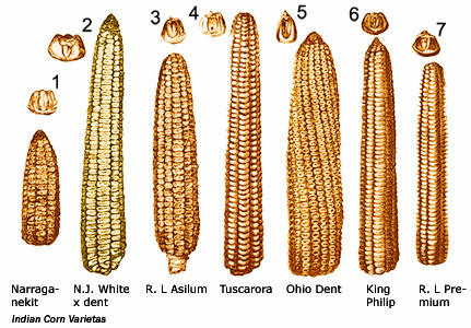 berbagai jenis jagung