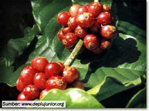 tanaman kopi