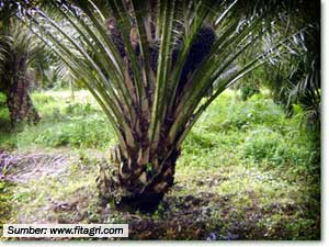 tanaman kelapa sawit