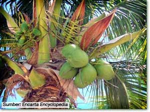 pohon kelapa